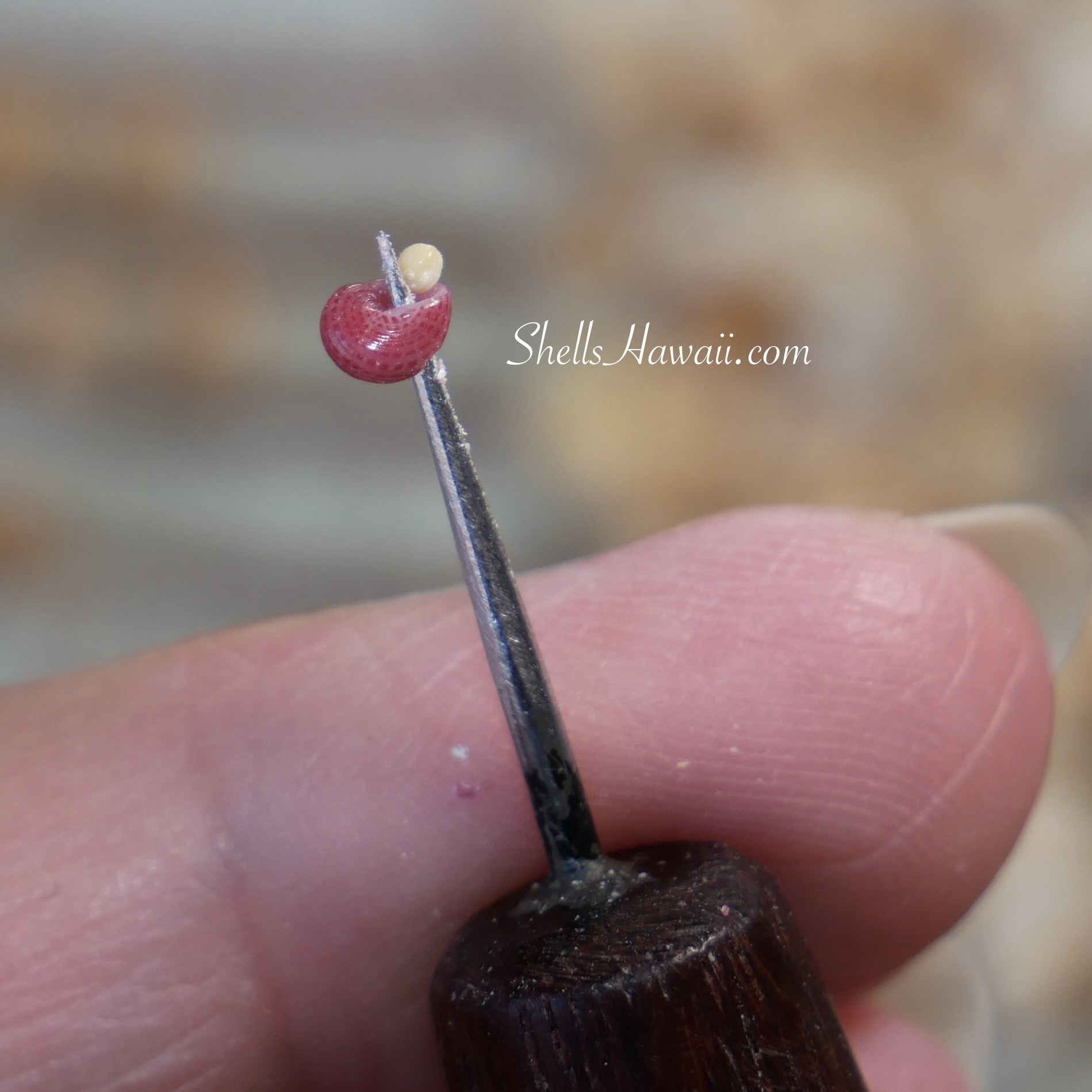 Side view of a red Niʻihau Kahelelani shell being poked with a handmade shell poking tool before stringing into Niʻihau shell jewelry.