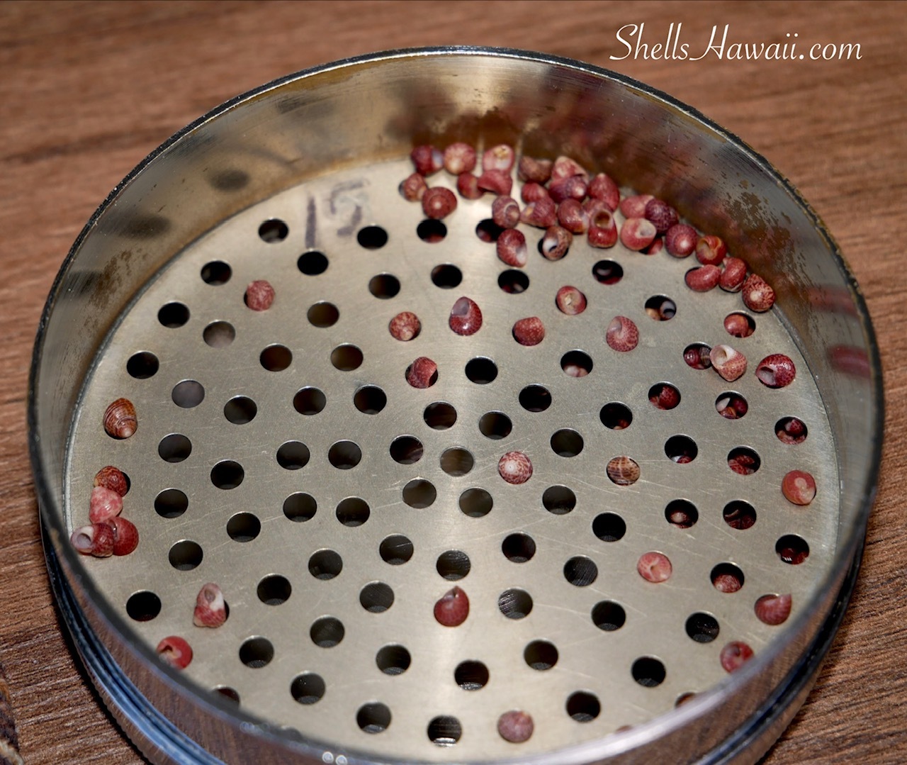 A shell sizing tray showing the small number of size 15 burgundy Kahelelani shells remaining after sorting through a large mixed-size collection from Kauaʻi.