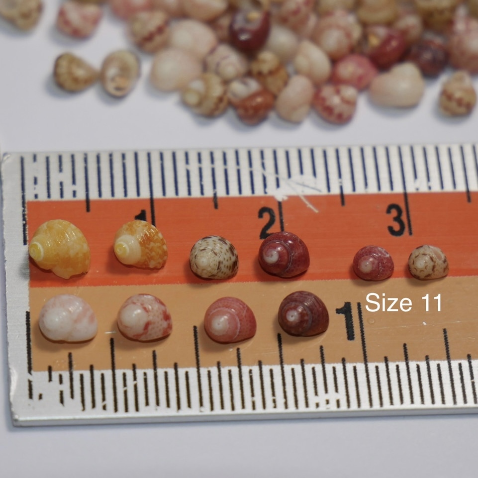 Sizes of Kahelelani shells