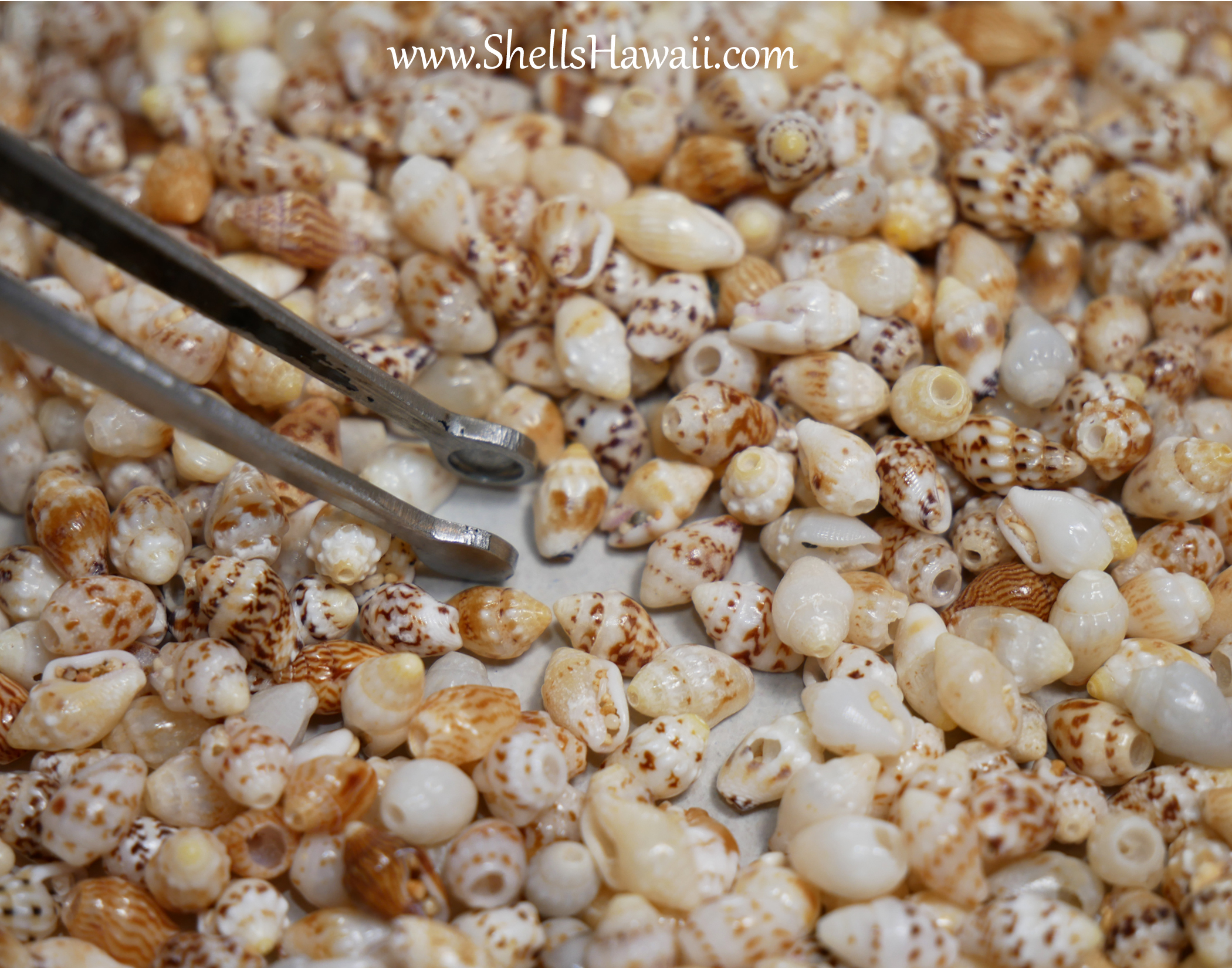 how to sort size momi shells 