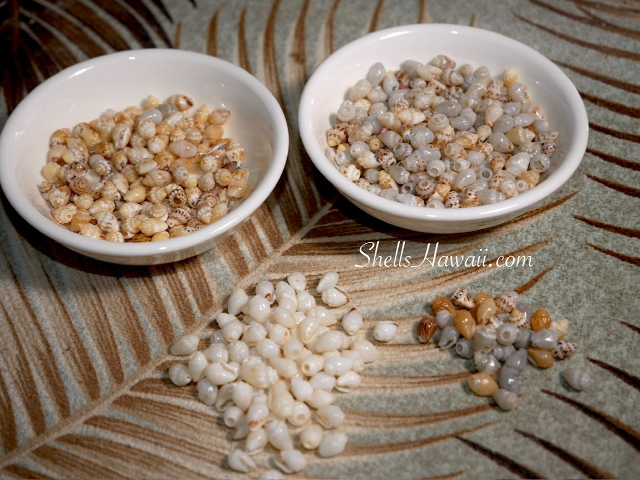 Sorted Niʻihau Momi shells in natural white, cream, yellow, gray and brown colors arranged in bowls and small groups for a Kipona style shell lei.
