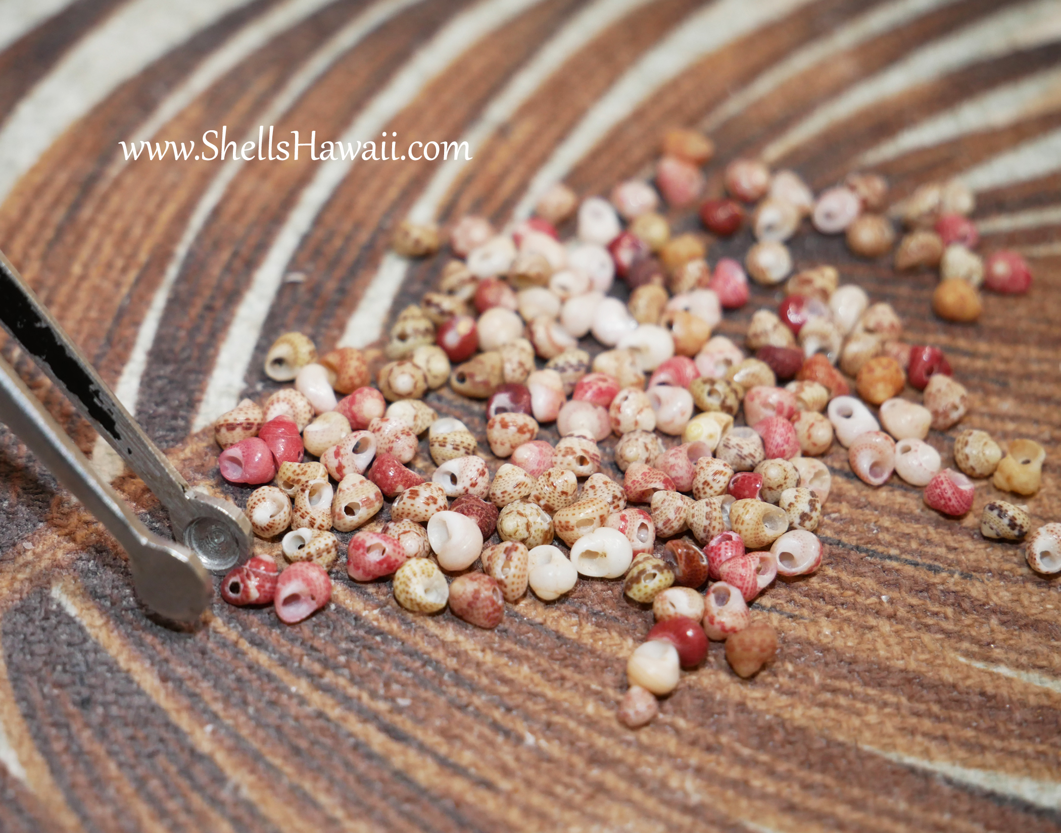 sorting Kahelelani shells