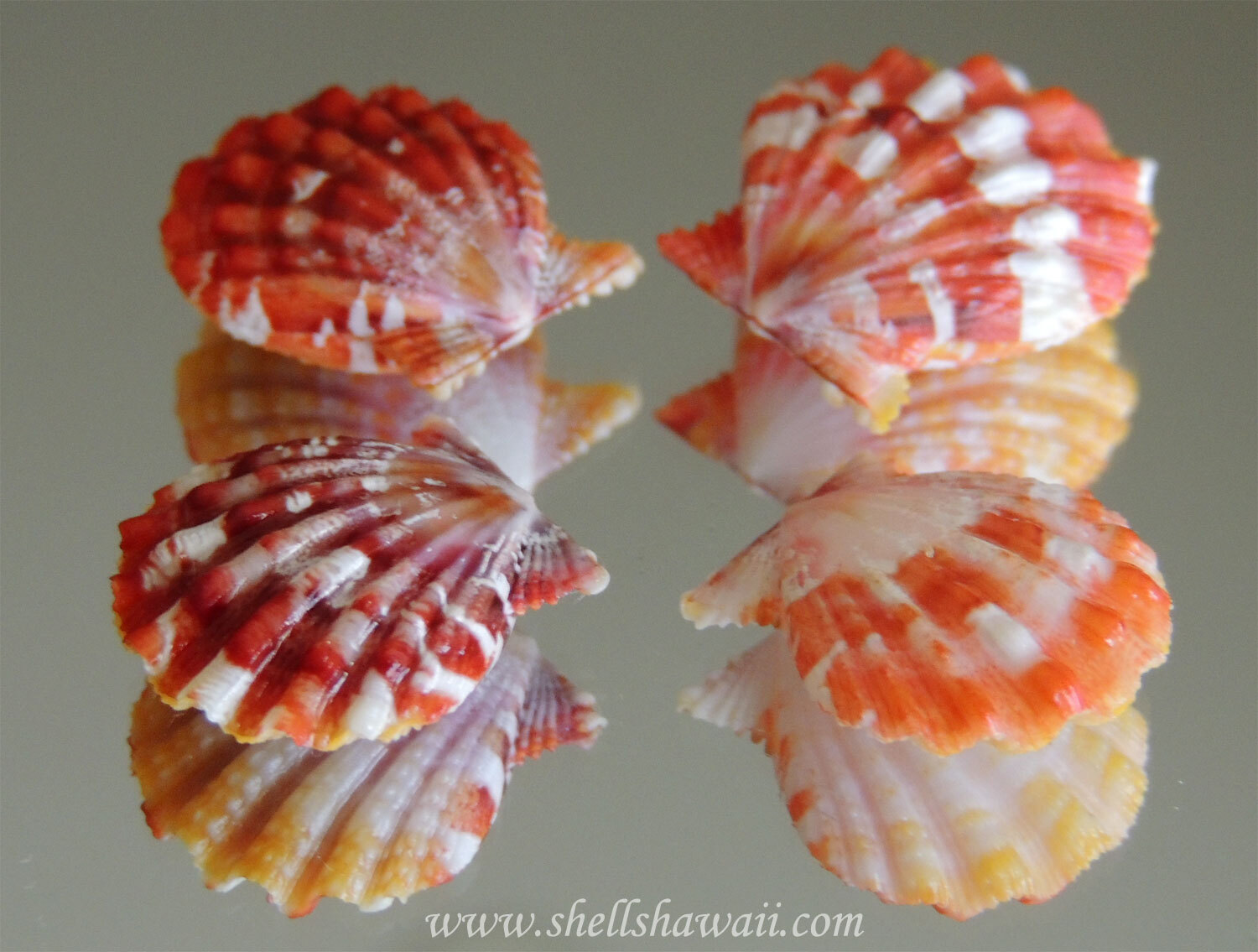 Natural pair of genuine Hawaiian Sunrise shells found on Oʻahu, Hawaiʻi featuring vibrant orange, yellow, and white tiger stripe coloration with beautiful ribbed texture and very complete matching shells in excellent natural condition.