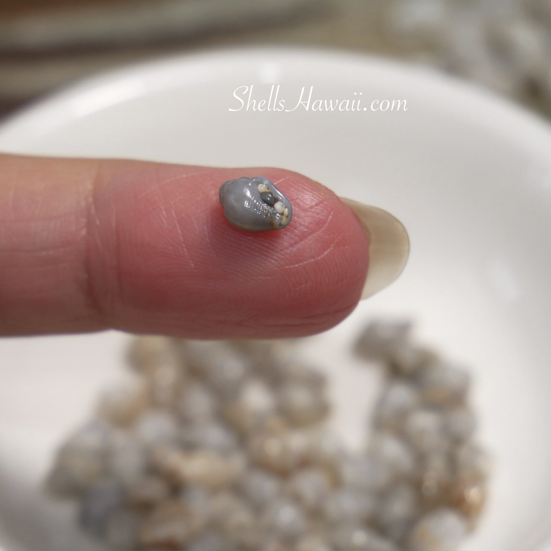 Side view of a super dark blue Momi shell on a fingertip, showing its compact shape and uniform deep blue-gray color developed through long-term burial and mineralization beneath the ocean floor.