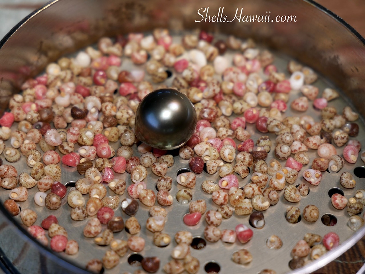 Large Tahitian pearl surrounded by colorful Niʻihau Kahelelani shells before creating a traditional Kipona style shell lei.