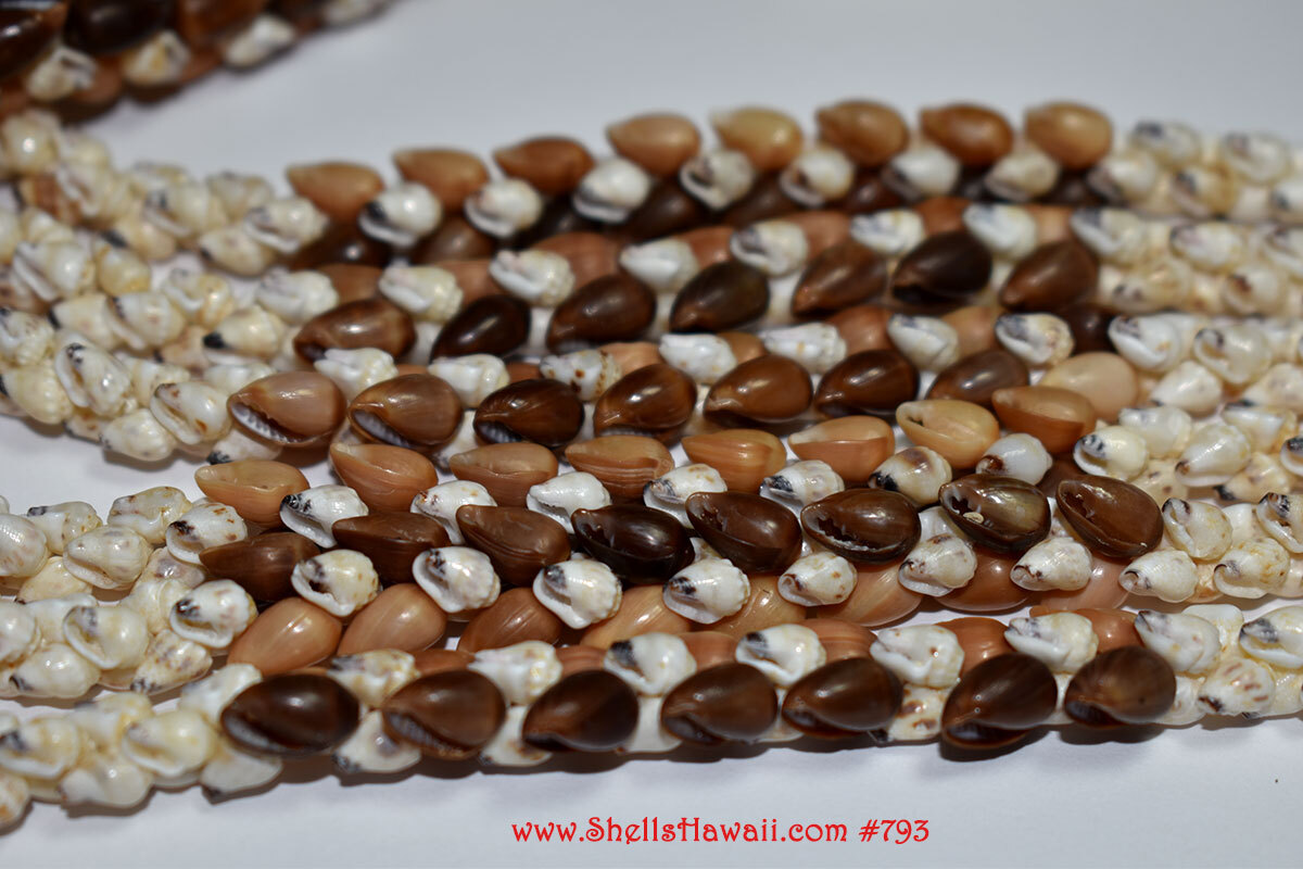 Close-up of traditional Hawaiian shell lei handcrafted with rich dark brown and warm caramel Poleho shells beautifully contrasted and paired with buttery Lenalena Momi shells with black waha in an elegant Hawaiian Kipona-style design.