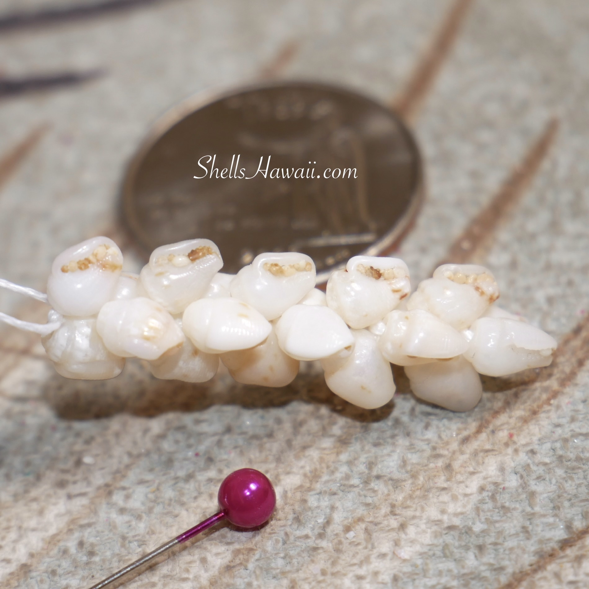 Close-up of a finished Niʻihau Momi shell jewelry section showing sand still visible inside the waha, illustrating how uncleaned shells can affect the overall appearance once the shells are strung together.
