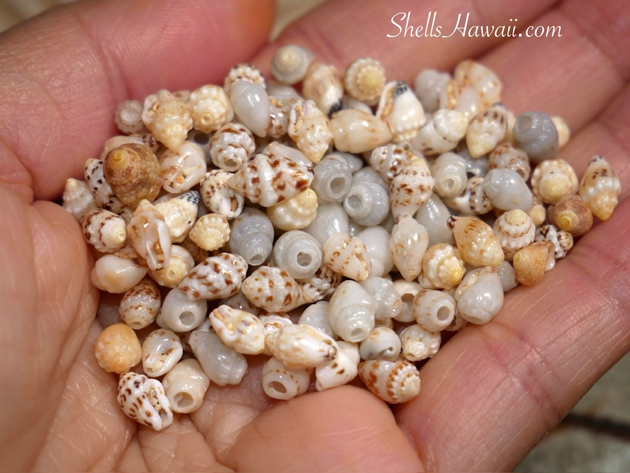 Handful of mixed Niʻihau Momi shells in natural unsorted condition with sand before cleaning, used for handmade Hawaiian shell jewelry and Heleconia earrings