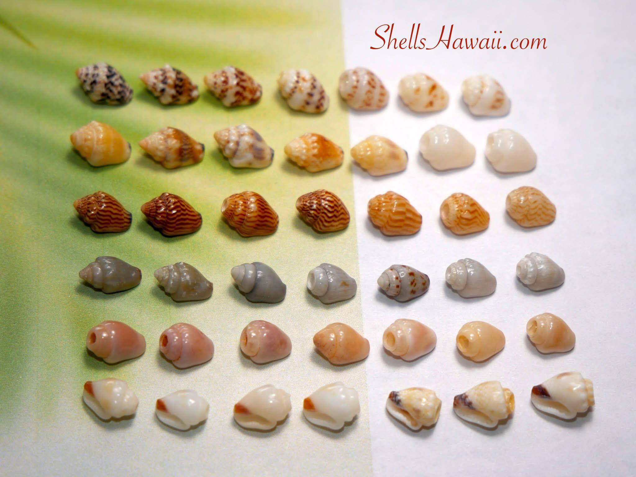 Natural color varieties of genuine Niʻihau Momi shells, showcasing the beautiful range of colors and patterns found in authentic Hawaiian shell jewelry.
