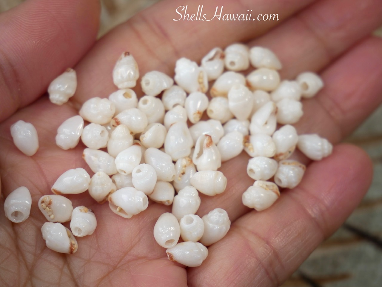 Close-up of Momi shells with soft off-white Keʻokeʻo color and red waha prepared for custom Niʻihau shell earrings in Kipona and Poepoe style design