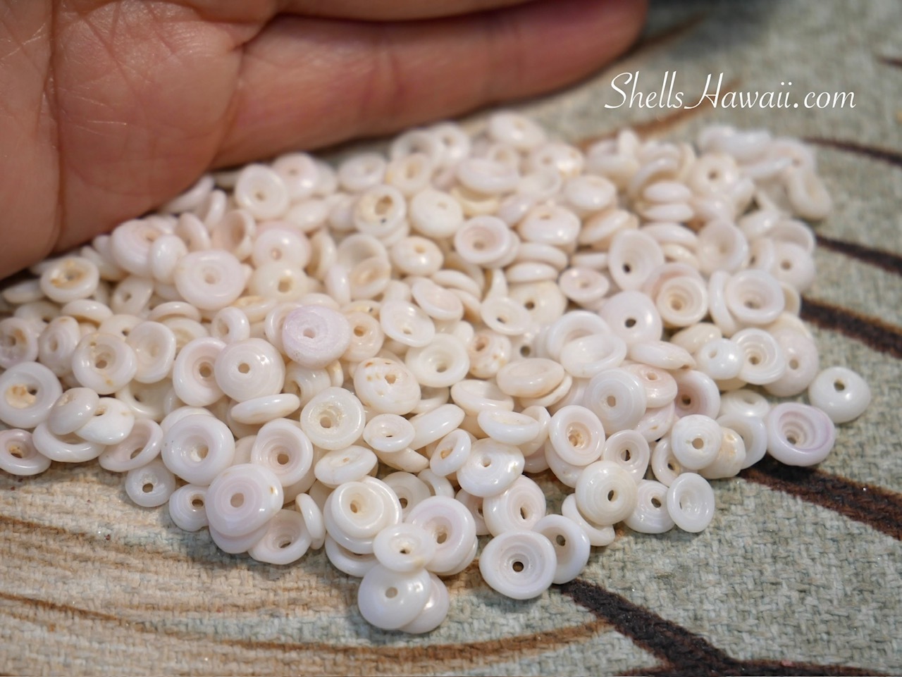 Close-up of small genuine Puka shells from Oʻahu and Kauaʻi in natural white shades, carefully cleaned and prepared for jewelry making.