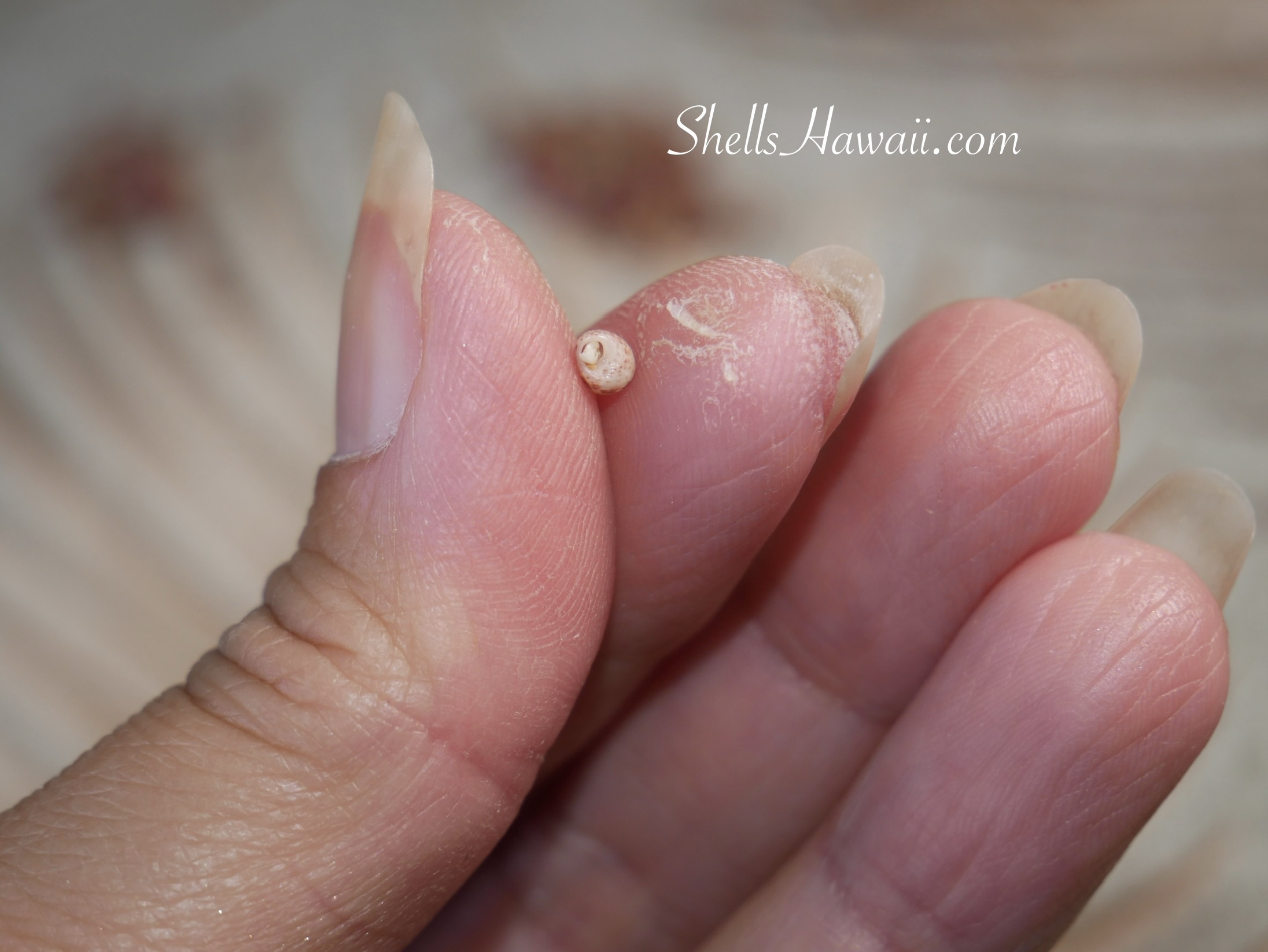 Worn fingertips holding a hand-poked Niʻihau shell after hours of preparing shells for a traditional Kipona style shell lei.